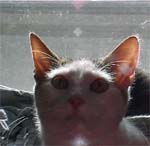 Chessie