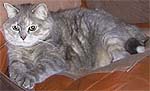 Chickenloaf