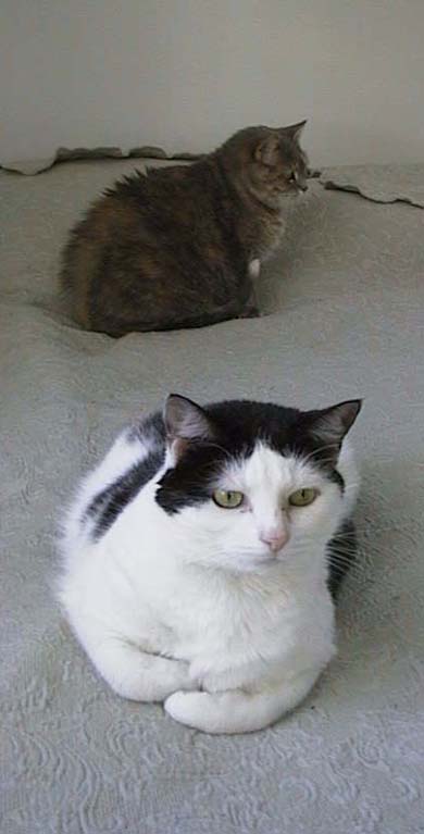 Gracie