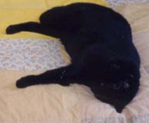 book of cat poses: road kill II