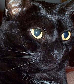 Pia