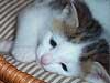 Chessie
