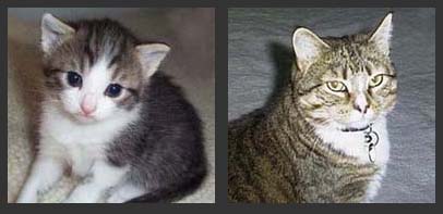 Little Weakie and Big Weakie