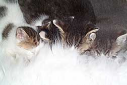 All 4 kittens nursing