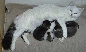 sugarlips and the kittens