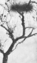 Eagle's nest touted as Elvis birthplace