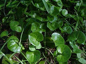 Asarum europaeum 