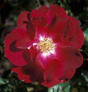 Rosa 'Dr. Huey'