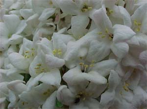 Viburnum carlcephalum (species)