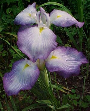 Iris ensata 'Gracieuse'