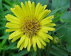Inula ensifolia 'Sunray'