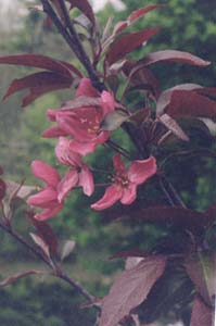 Malus 'Liset'