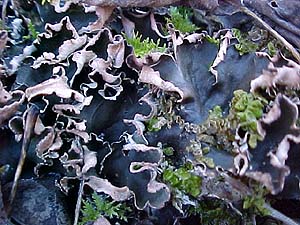 Marcanthia (unknown) (species)