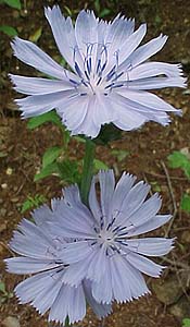 Chicorum intybus (species)