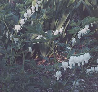 Dicentra spectabilis 'Alba'