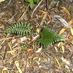 Polystichum tsus-simense 