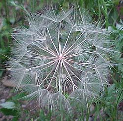 Tragopogon parrifolius (species)