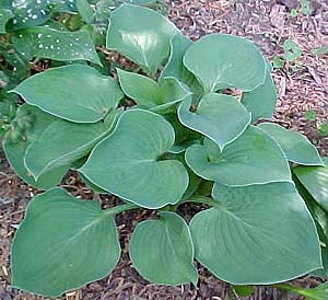 Hosta 'Pearl Lake'