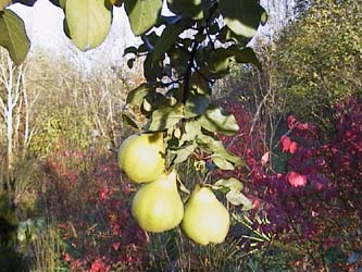 Ceydonia oblongata 