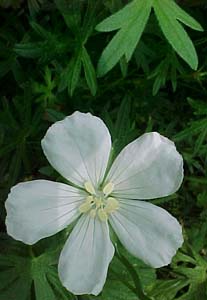 Geranium sylvaticum 'Album'